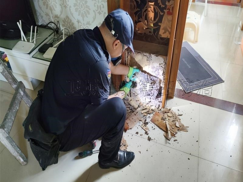 深圳罗湖区正规白蚁防治中心所,罗湖区装修白蚁预防,深圳罗湖区上门灭白蚂蚁公司电话
